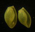 Weinkauffia turgidula