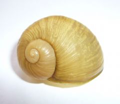 Helicidae