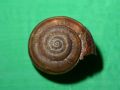 Chilostoma (Campylea) planospira planospira