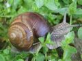 Helix(Helix) pomatia