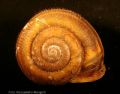 Chilostoma (Campylaea) planospira setulosum