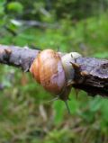 Cepaea nemoralis