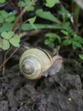 Cepaea nemoralis