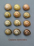 Cepaea nemoralis