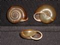 Chilostoma illyricum