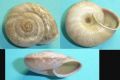 Chilostoma cingulatum tigrinum