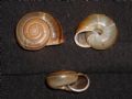 Chilostoma(Campylaea) planospira planospira