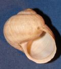 Helix(Helix) pomatia