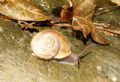 Chilostoma (Liburnica) setosa setosa