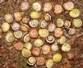 Cepaea nemoralis