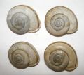 Chilostoma cingulatum