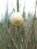 Cepaea nemoralis