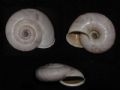 Chilostoma cingulatum cf philippi