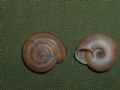 Chilostoma (Chilostoma) cingulatum anconae