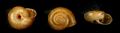 Chilostoma(Campylaea) planospira occultatum