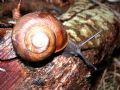 Tacheocampylaea tacheoides