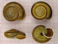 Chilostoma achates raethicum