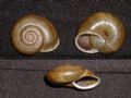 Chilostoma adelozona