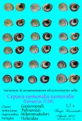 Cepaea nemoralis