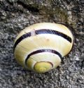 Cepaea nemoralis