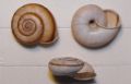 Chilostoma (Chilostoma) cingulatum cingulatum