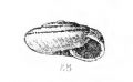 Chilostoma cingulatum insubricum