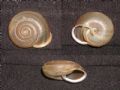 Chilostoma lefeburianum