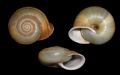 Chilostoma(Campylaea) planospira macrostoma