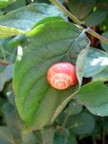 Cepaea nemoralis