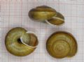 Chilostoma (Chilostoma) zonatum foetens