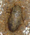 Helophorus sp.