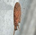 Micromus angulatus