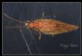 Micromus angulatus