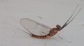 Ecdyonurus fluminum