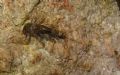 Ecdyonurus venosus
