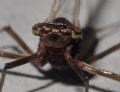 Rhithrogena sp.