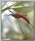 Ecdyonurus venosus