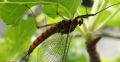 Epeorus assimilis