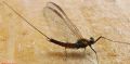 Ecdyonurus sp.