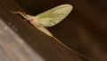 Heptagenia sp.