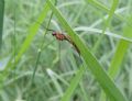 Ecdyonurus sp.
