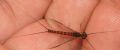 Ecdyonurus sp.