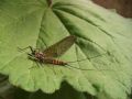 Epeorus assimilis