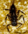 Epeorus assimilis