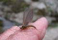 Rhithrogena sp.