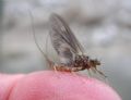 Rhithrogena sp.