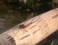 Rhithrogena sp.