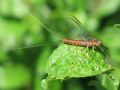 Electrogena sp.