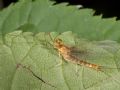 Rhithrogena semicolorata