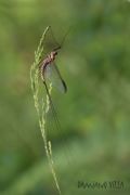 Ecdyonurus venosus